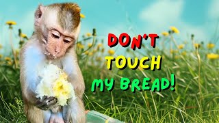 So Cute Monkey Didi Doesn't Want to Share Bread!