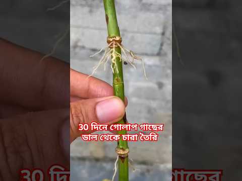 30 দিনে গোলাপ গাছের ডাল থেকে চারা তৈরি #facts #rose #garden #shorts