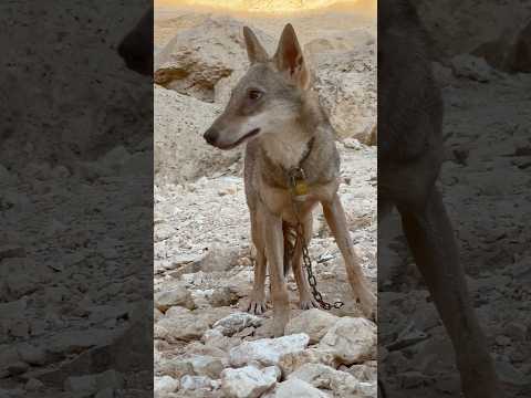 بعد ما تم صيد #الذئب اتلمت علينا الذئاب من كل مكان شي مرعب 😨🐺 #الصيد #الذئب #اكسبلور