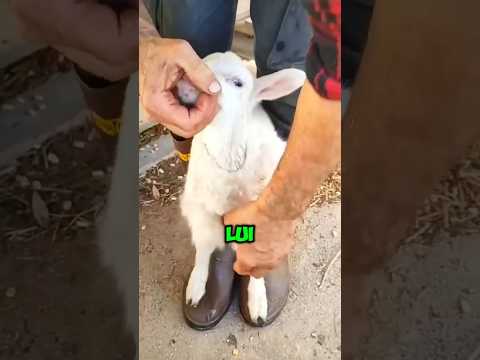 Perché questo contadino veste un agnello con la pelle di un altro? 🤯 #animali #shorts #italia