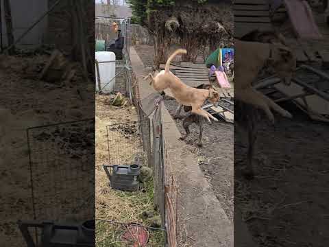 Deerhound Saluki Cross Jumps #dance #musica #disco #pop #dog #doglover #weimaranerlonghaired #dance