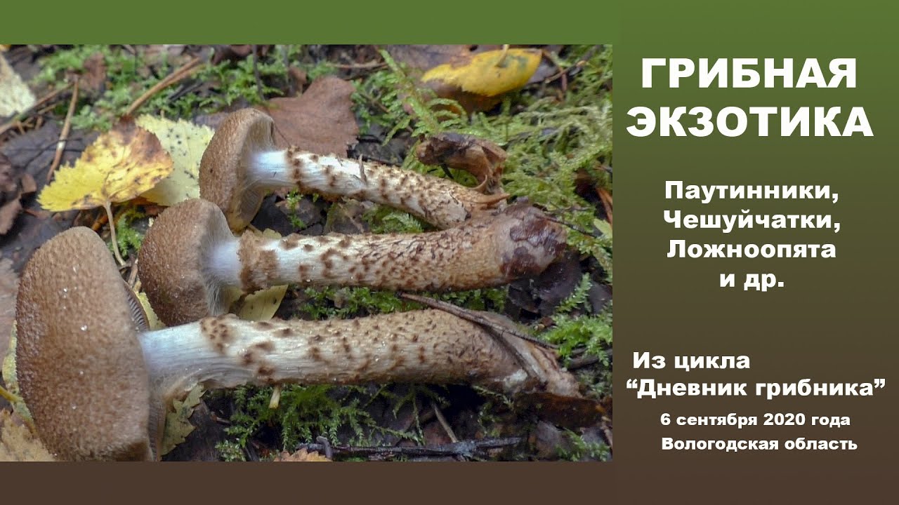 Грибная экзотика. Паутинники, Чешуйчатки, ложноопята и др. 6 сентября 2020 года