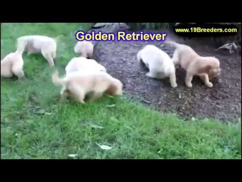 Golden Retriever Puppies For Sale California Craigslist 07 2021