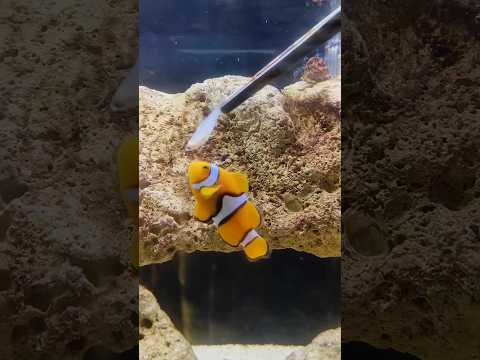 Feeding My Bubble Tip Anemone: A Clownfish's Unexpected Reaction!