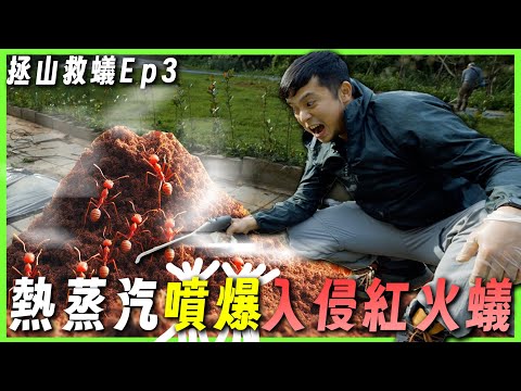 【拯山救蟻ep3】無毒撲滅「入侵紅火蟻」｜自家農地滅紅火蟻篇｜臺灣蟻窟