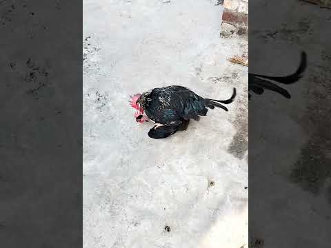 hen's Mateing and funny short video ?????#youtubeshorts #roster #funnyclips #chicken #funnyroster