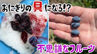 おにぎりの具になる!?不思議なフルーツ