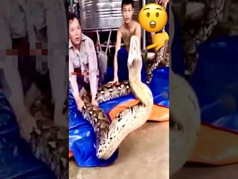 الثعبان يشجح عاليآ لينذرهم