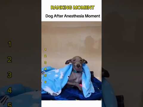 Dogs being idiots part 266 😂| Funny dogs compilation #funnydog #funnypet #cutedog #dog #dogsworld