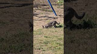 #montenegrowildbeauty #cat