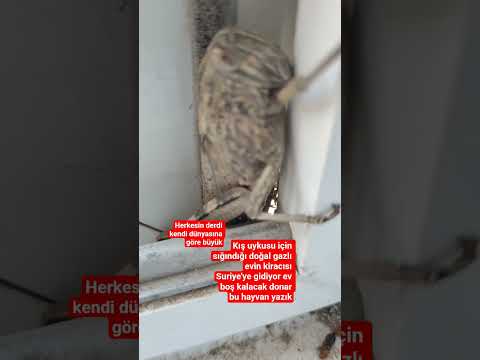 kış uykusuna uyuyan hayvanın hayalkırıklığı