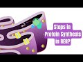 Protein Synthesis Mechanisms and Processes