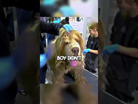 His Dog Got Sick 😢