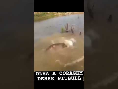 O CACHORRO MAIS CORAJOSO