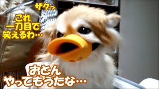 いつも何かが起こる毛のカット＆オトン渾身のくるーんにコタ完敗…ちっこいライバルも現る!
