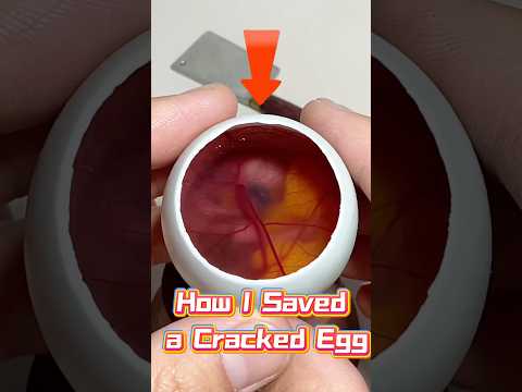 How I Saved a Cracked Egg ❤️