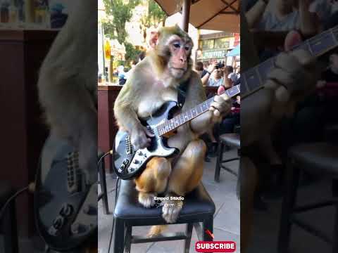 Viral Monyet Main Gitar #empudstudioai #empudstudiogrup #shorts