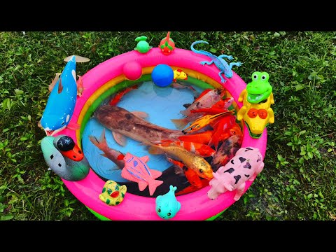 Catch ornamental fish in ponds, big catfish, colorful fish, lobsters, cows, turtles, cute ducks