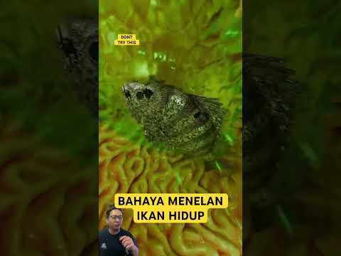 BAHAYA MENELAN IKAN HIDUP