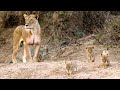 Lion Cubs and Their Social Dynamics