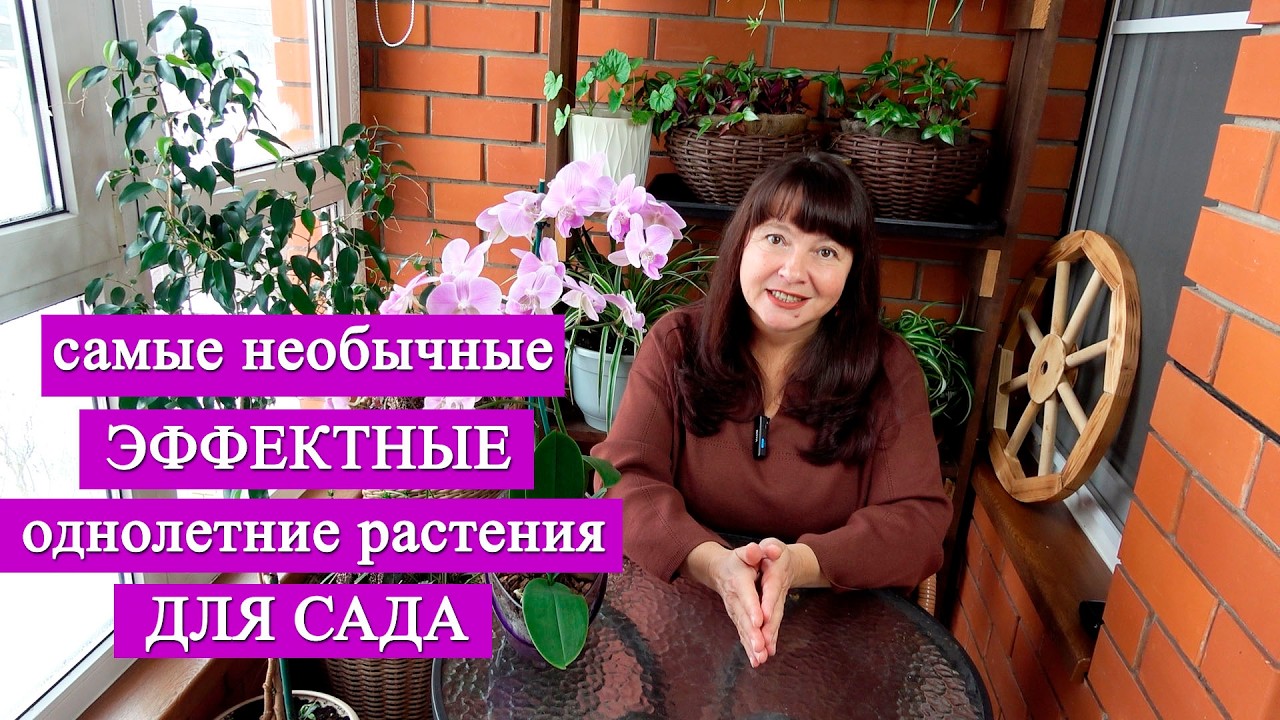 ОДНОЛЕТНИКИ ГИГАНТЫ. Молодой сад Сажай их и не пожалеешь!