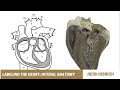 Heart Anatomy and Function Assessment