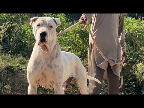 BULLY KUTTA ! DÜNYA’NIN EN TEHLİKELİ DÖVÜŞ KÖPEKLERİ ~ PAKISTANI MASTIFF