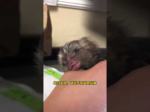 小哥下班捡到一只小猴，带回家养大了才发现身份并不简单。