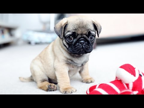 PICKING UP MY PUG PUPPY!