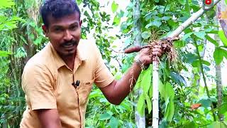 කඳ දිගේ ගෙඩි (අල) හැදෙන අරුම පුදුම මඤඤොක්කා - අස්වැන්න දෙගුන කරන සාස්තරේ