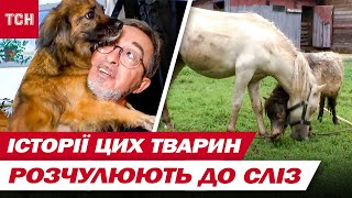 Опіка коня над сліпим поні і своя ВР з Ляшком і Яценюком! Небанальний притулок під Києвом