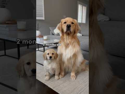 Watch my puppy grow up 🥹 #dogshorts #goldenretriever #puppies #dogs #puppyvideos #puppy #doglife