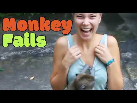 Funny Monkey Fails | Wild Monkeys! 🙈