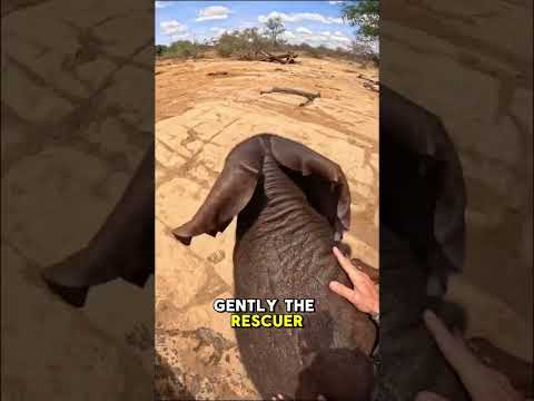 Baby elephant drowning rescue in seconds#shorts #animals #wildlife