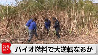 サトウキビから国産バイオ燃料をつくる！不屈の研究者・小原聡東京大学特任教授【ガイアの夜明け】