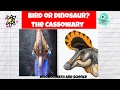 Cassowary: The Unique Bird of Australia