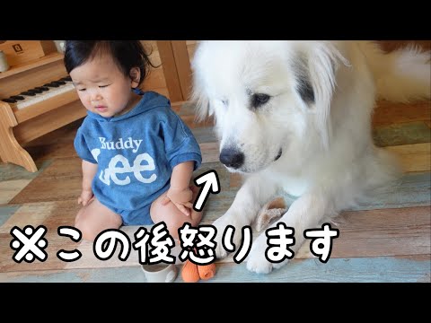 【一触即発】妹のおもちゃを奪い続ける小型犬についに超大型犬が怒りました｜グレートピレニーズ