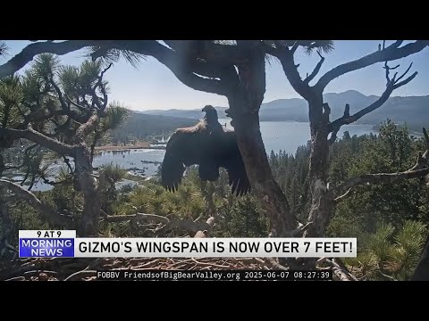 9@9: How big is Gizmo's wingspan?