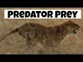 Predator-Prey Interactions and Autotrophs