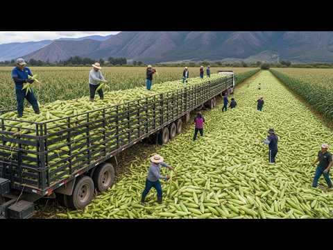 The Biggest Harvests Ever 💥 How Farmers Are Supplying Millions of Tons of Produce to the U.S.