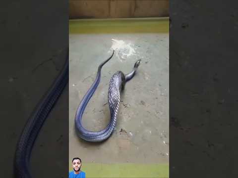 حقيقة توتر الثعبان تكشف عن صراع البقاء #shorts