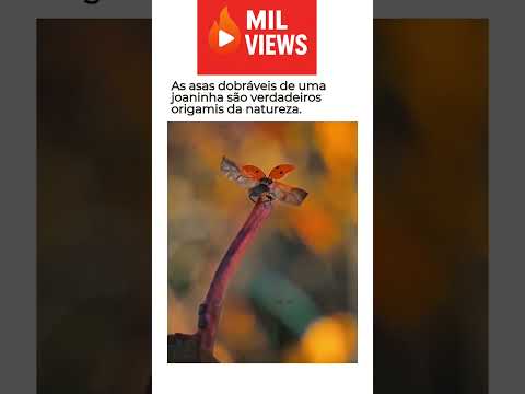 as asas de uma joaninha estão escondidas como um origami... Já tinham visto isso ?