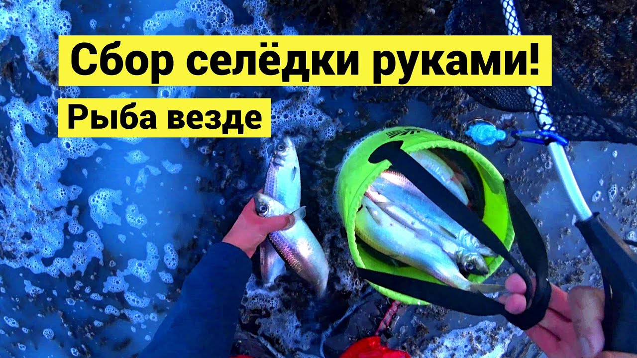 Сбор селёдки руками! Море белое от молоки // Субтитры