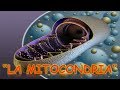 Cuestionario sobre Mitocondrias
