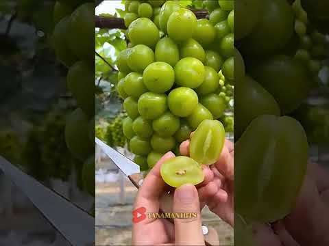 ✅ Alasan Kenapa buah anggur diluar negeri bisa besar besar #shorts #shortsvideo #fruit #tanamanhits