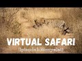 Wildlife Encounters and Reserve Insights