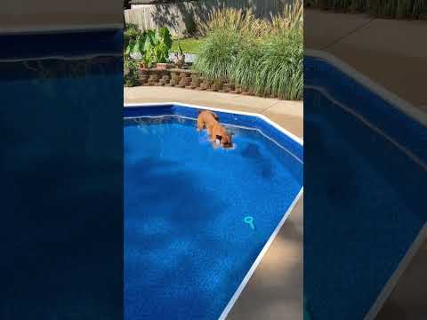 Diving Boxer