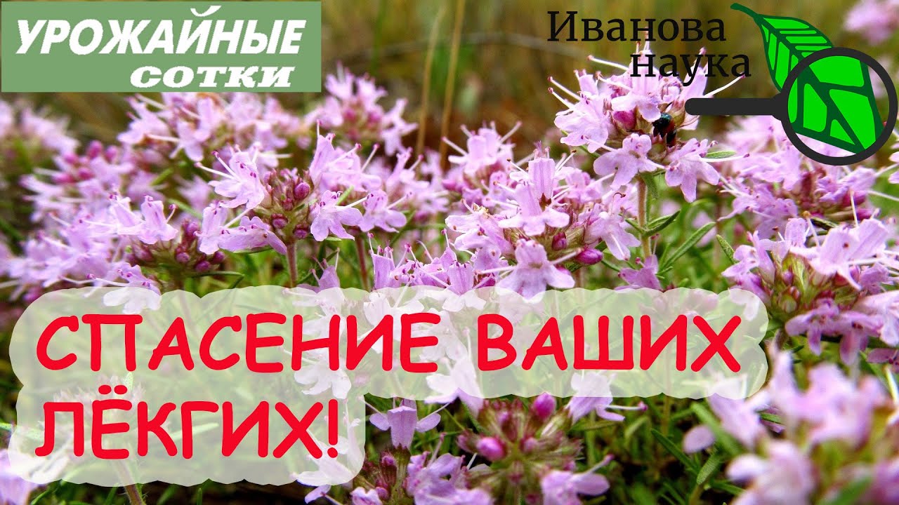 Богородская трава чабрец тимьян оздоровление и избавление от кашля! Кашель и бронхит победит!
