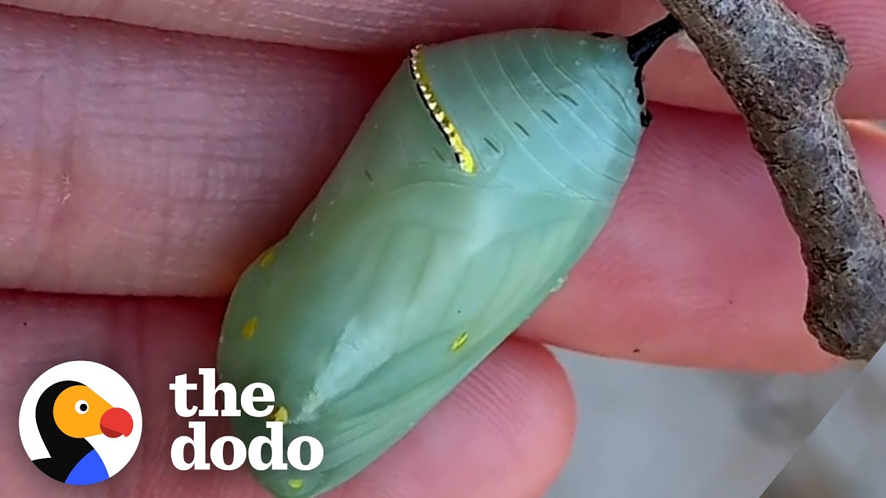 You've Never Seen A Caterpillar Like This! - The Dodo