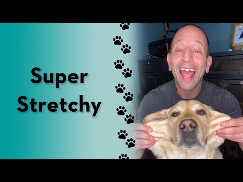 What is your dogs superpower? #short #dog